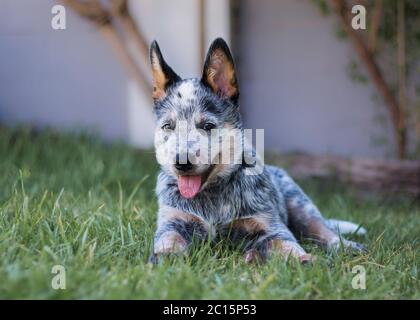 Chien de bétail australien sympathique (Blue heeler) chiot en plein air, posé sur l'herbe, en regardant la bouche de la caméra ouverte Banque D'Images