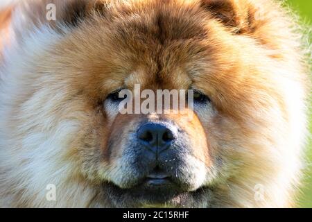 gros plan sur une image de race de chien de chow-chow brumboun Banque D'Images