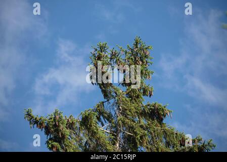 Sommet d'un pin. Sapin sur fond bleu ciel Banque D'Images