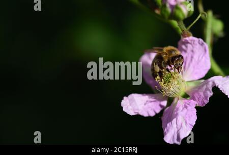 Une abeille recherche le pollen et la nourriture sur les fleurs de blackberry sur un fond sombre Banque D'Images