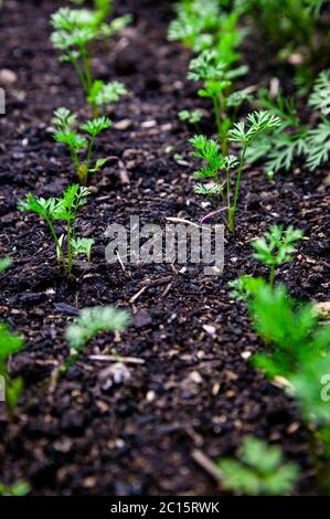 Carottes plantules en rangées Banque D'Images