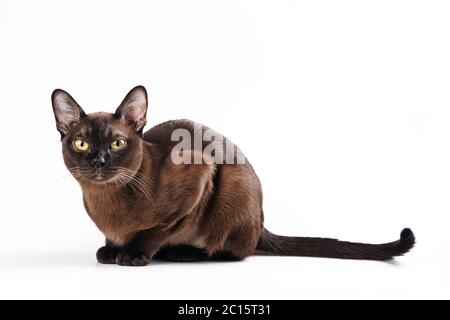 Chat birman sur blanc Banque D'Images