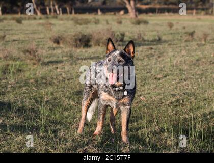 Portrait d'un chien de bétail australien (Blue heeler) debout dans la bouche ouverte de champ en regardant dans la distance Banque D'Images