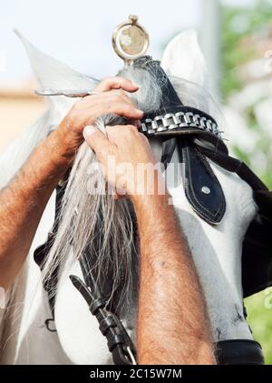 Giers de la tresse d'un cheval de calèche blanc. Andalousie Banque D'Images