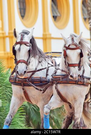 potrait de magnifique calèche chevaux blancs en mouvement, Espagne Banque D'Images