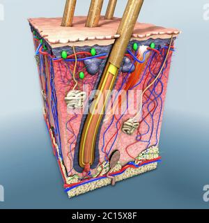 Une partie de la peau avec une section transversale de la peau humaine avec follicule de cheveux ou des racines, rouge et bleu les vaisseaux sanguins, illustration de la fonction anatomique Banque D'Images