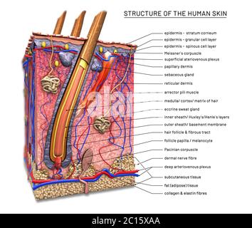 Structure de la peau humaine, coupe transversale du follicule pileux avec descriptions - illustration 3d Banque D'Images