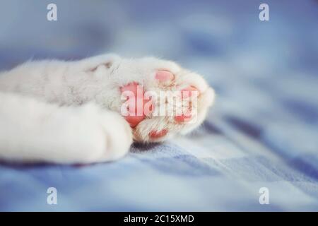 Blanc moelleux de jolies pattes d'un chat dormant sur un drap bleu à carreaux. Banque D'Images