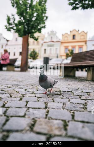 Pigeon marchant sur terre sur la place Banque D'Images