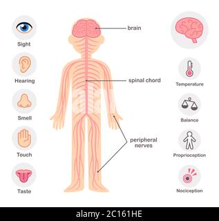 Éléments graphiques du système nerveux. Nerfs, colonne vertébrale, cerveau et les cinq sens. Illustration de Vecteur