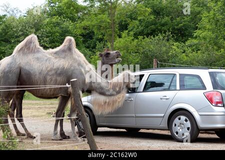 SZADA, HONGRIE - 01 JUIN 2020 - les chameaux recherchent de la nourriture dans la voiture des visiteurs dans un parc de safari en Hongrie Banque D'Images