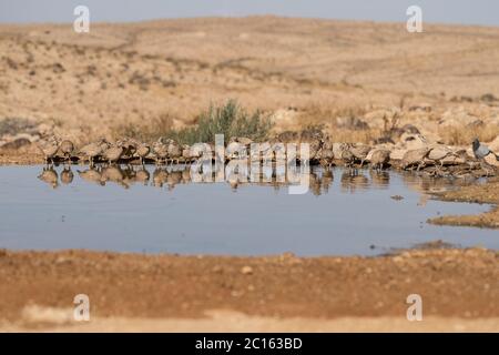 La perdrix de sable (Ammoperdix heyi) Banque D'Images