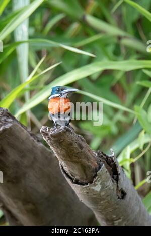 Green Kingfisher (Chloroceryle americana) dans l'Amazonie péruvienne Banque D'Images