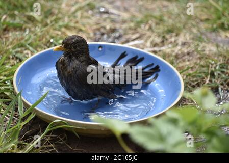 Jeune Blackbird (Turdus merula) dans Bird Bath, Staffordshire Banque D'Images