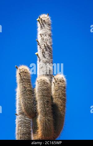 Larga cactus de Bolivie Banque D'Images