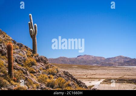 Cactus bolivien sur un versant de montagne Banque D'Images