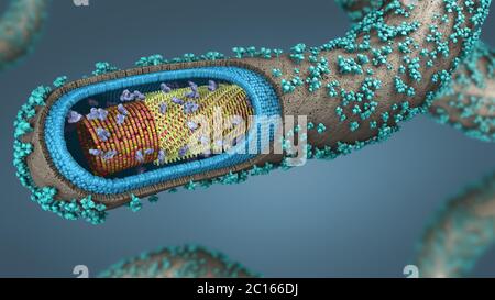 illustration 3d d'une coupe transversale d'un pathogène ebola Banque D'Images