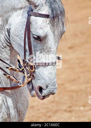 Portrait de cheval de dressage gris Andalisian Banque D'Images