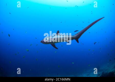 Grand requin-pèlerin dans l'océan bleu Banque D'Images