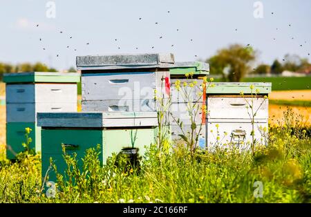 ruches dans le coin du champ de tournesol Banque D'Images