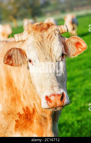 Une vache d'Aquitaine blonde dans un pré vert naturel Banque D'Images