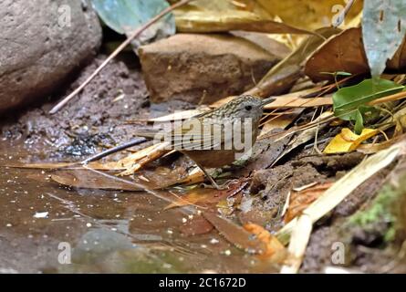 Un Wren-Babbler strié (Napothera brevicaudata) à côté d'un ruisseau forestier en Thaïlande Banque D'Images