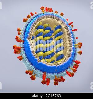 Illustration 3d d'une représentation scientifiquement correcte d'un agent pathogène de la grippe en section transversale. Banque D'Images