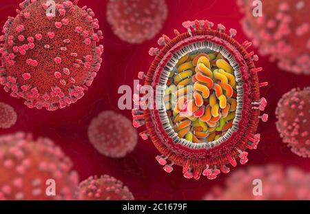 Illustration 3d d'une représentation scientifiquement correcte d'un des agents pathogènes de la grippe en section transversale. Banque D'Images