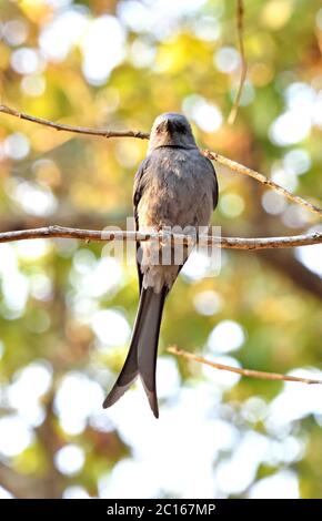 Un Drongo (Dicrurus leucophaeus) perché sur une petite branche dans un sanctuaire de la faune en Thaïlande Banque D'Images