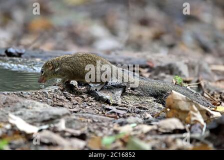 Un Treeshrew du Nord (Tupaia belangeri) qui boit dans une piscine de la forêt de l'ouest de la Thaïlande Banque D'Images