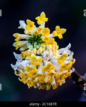 Jaune blanc Oriental Paperbush Edgeworthia Chrysantha Blossoms Blossoms Blooming Macro Bellevue Washington State. Originaire du Japon. Utilisé pour faire de la J traditionnelle Banque D'Images