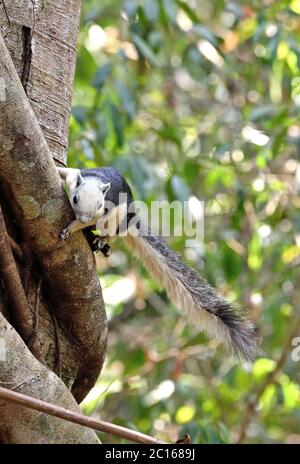 Un écureuil variable (Callosciurus finlaysonii) à la base d'un grand arbre forestier dans le nord-est de la Thaïlande Banque D'Images
