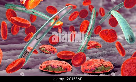 Pathogène du paludisme causant la maladie du paludisme et les cellules sanguines dans la circulation sanguine - illustration 3d Banque D'Images