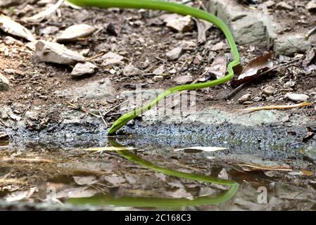 Un grand serpent à whip oriental (Ahaetulla prasina) qui se trouve dans une piscine forestière de l'ouest de la Thaïlande Banque D'Images