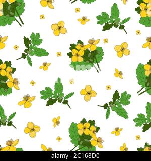 Celandine. Herbes médicinales et fleurs. Motif de fleurs jaunes sans couture sur fond blanc Illustration de Vecteur