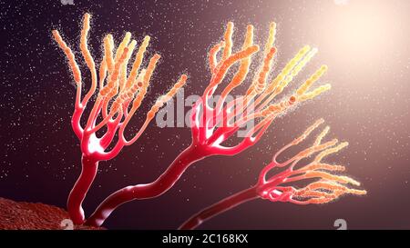 Illustration microscopique de moisissures ou de champignons et spores en croissance - illustration 3d Banque D'Images