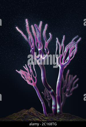 Illustration microscopique de moisissures ou de champignons et spores en croissance - illustration 3d Banque D'Images