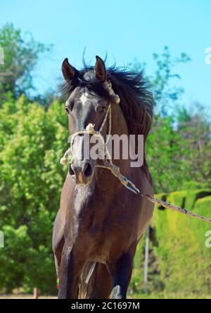 Jeune étalon gris andalou incroyable en mouvement . Espagne Banque D'Images