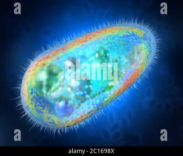 3D illustration de transparent et coloré des protozoaires ou organisme unicellulaire Banque D'Images