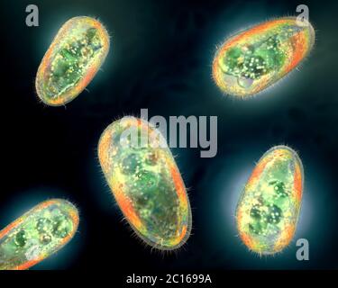3D illustration de transparent et coloré des protozoaires ou organisme unicellulaire Banque D'Images