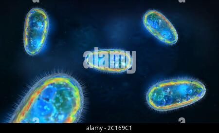 3D illustration de transparent et coloré des protozoaires ou organisme unicellulaire Banque D'Images