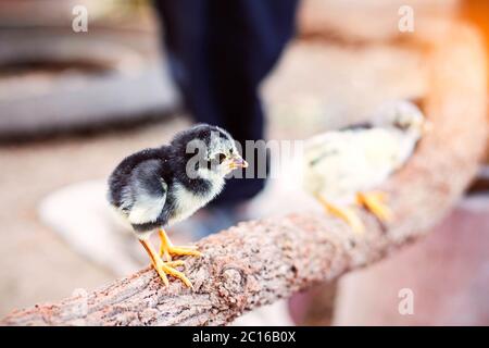 Poussins sur les branches sèches. Banque D'Images