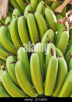 Un gros bouquet de bananes vertes sur une plantation en Israël Banque D'Images