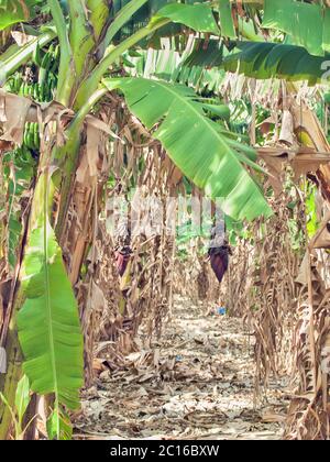 Plant de banane aux fruits poussant dans la nature Banque D'Images