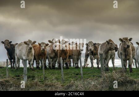 Vaches curieuses sur le pâturage Banque D'Images