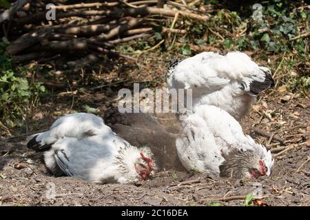 Plage libre de poules bain de poussière. Îles britanniques Banque D'Images