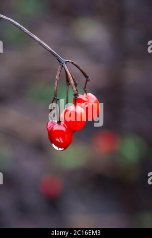 branche de baies rouges mûres de viburnum avec goutte de pluie Banque D'Images