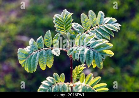 vue de dessus de la jeune branche de rowan, feuilles vertes d'un rowan le jour ensoleillé du printemps, foyer sélectif Banque D'Images