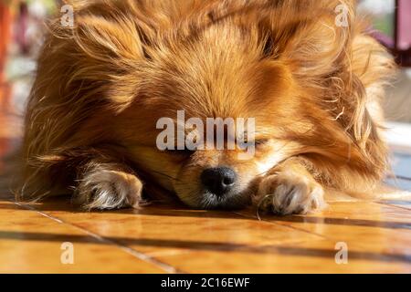 Le chien dort. Vue rapprochée. Banque D'Images