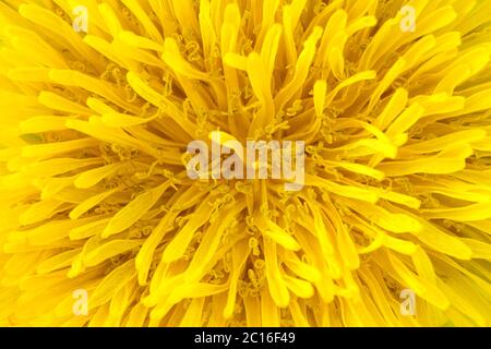 Un plan macro extrême de pollen de pissenlit Banque D'Images